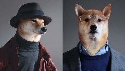 Menswear Dog