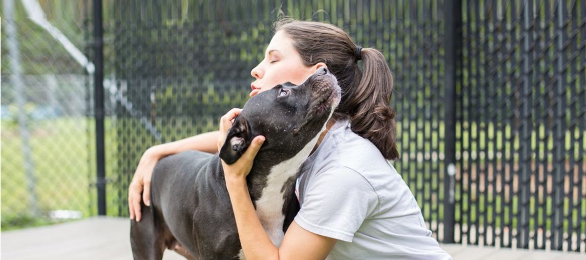 Why You Should Volunteer At Your Local Animal Shelter