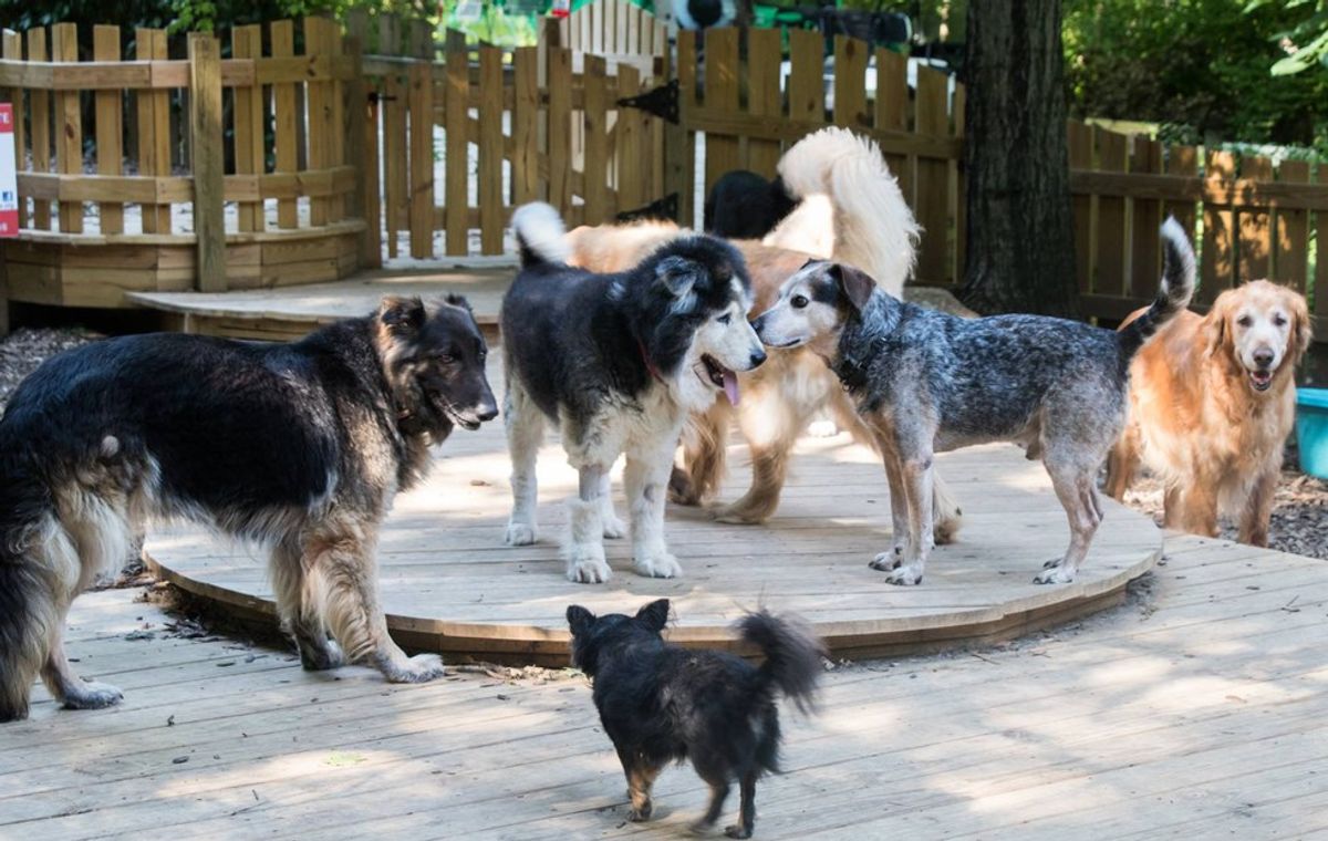 Importance Of Old Friends Senior Dog Sanctuary