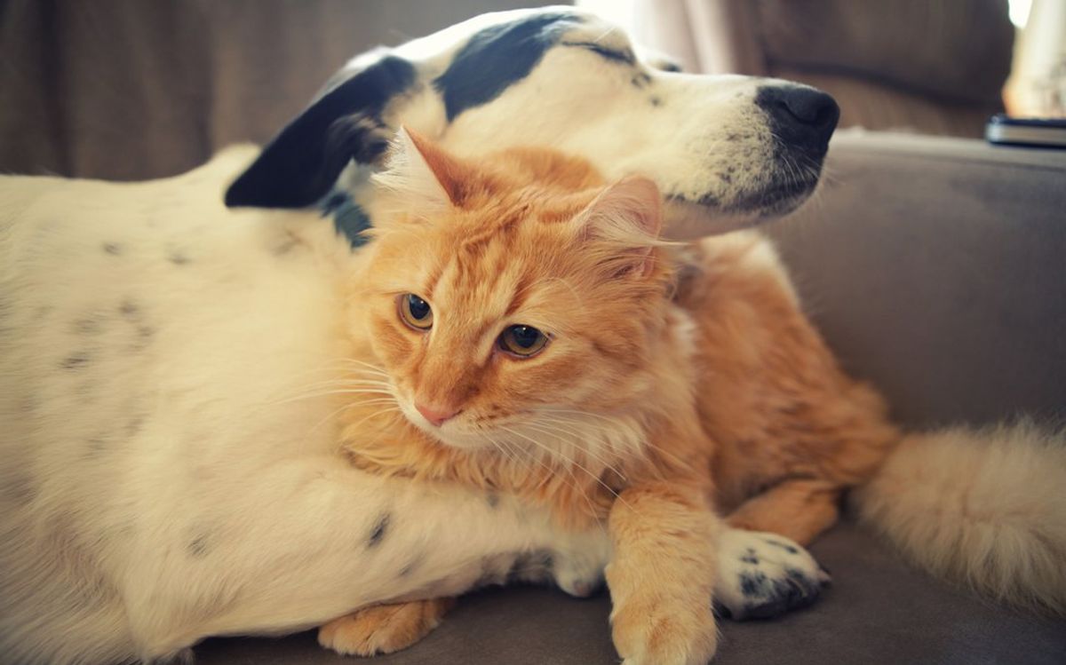 5 Signs Your Pet Is In Charge Of You