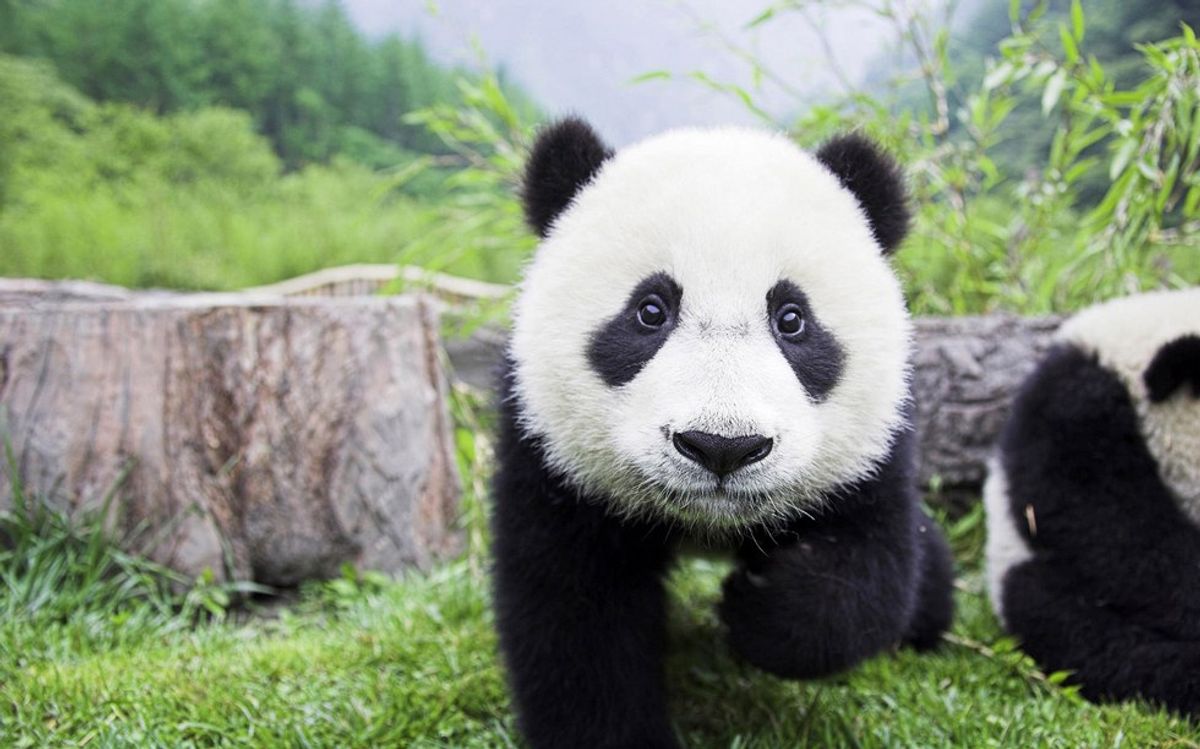 5 Reasons Why I Love Pandas, And So Should You