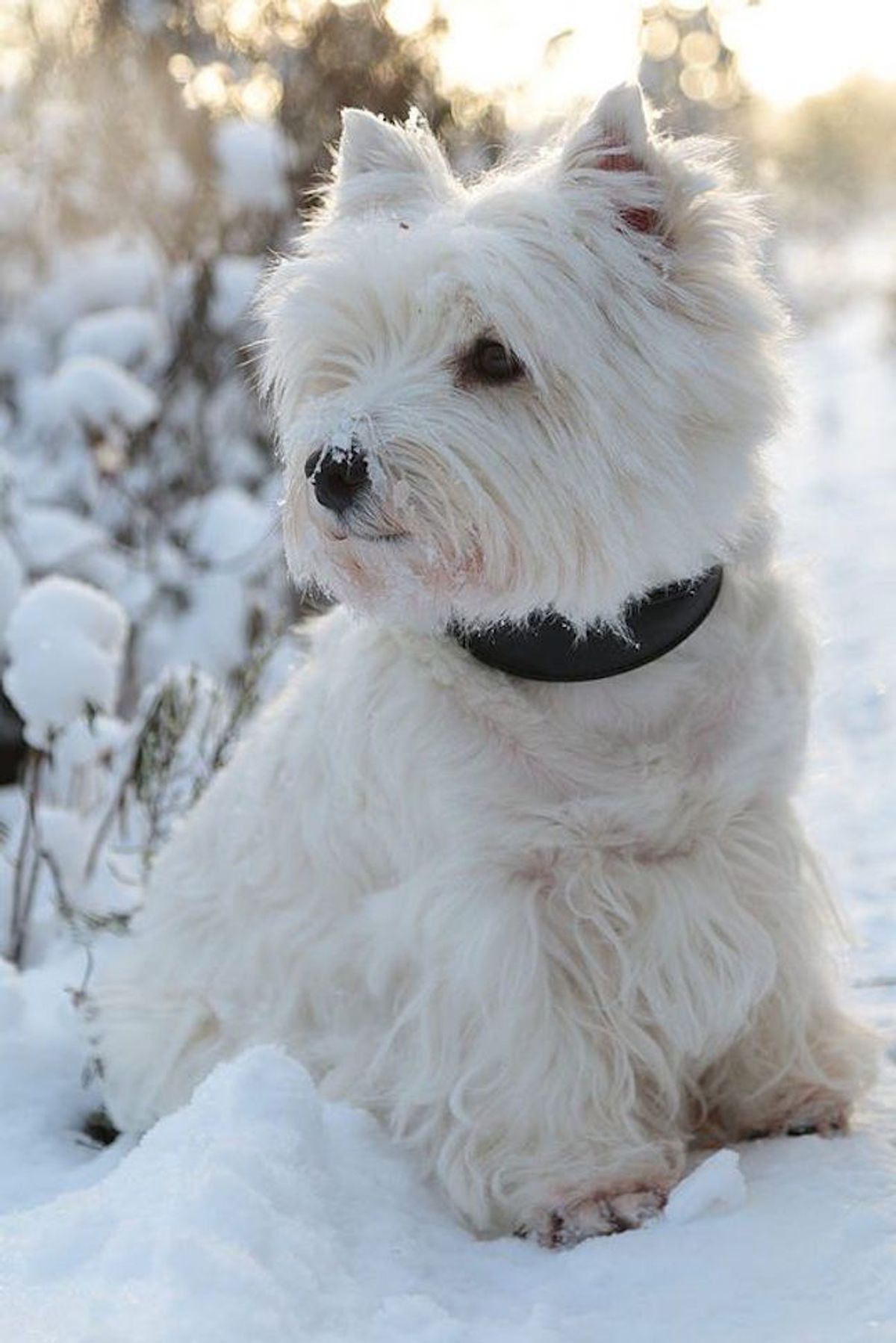 5 Hypoallergenic Dog Breeds