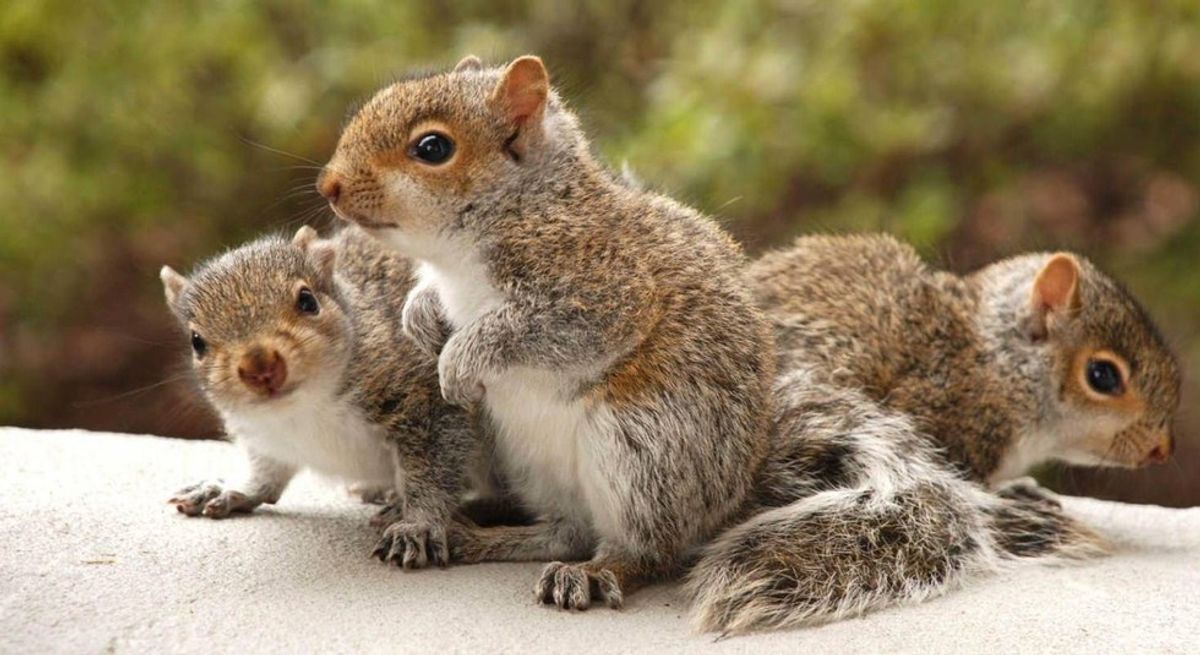 A Love Letter To Squirrels