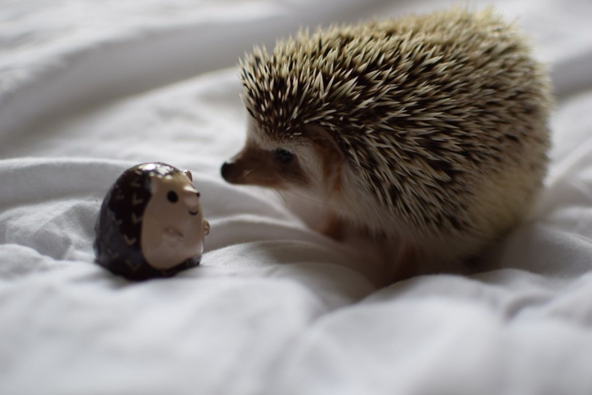 The Absolutely True Guide To Owning A Hedgehog