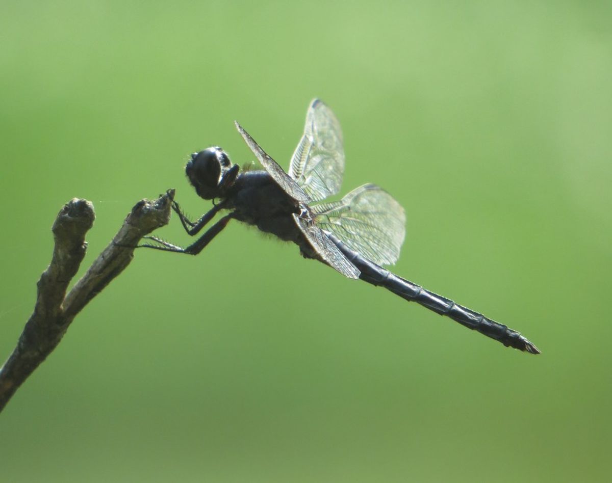 The Insight Of A Dragonfly