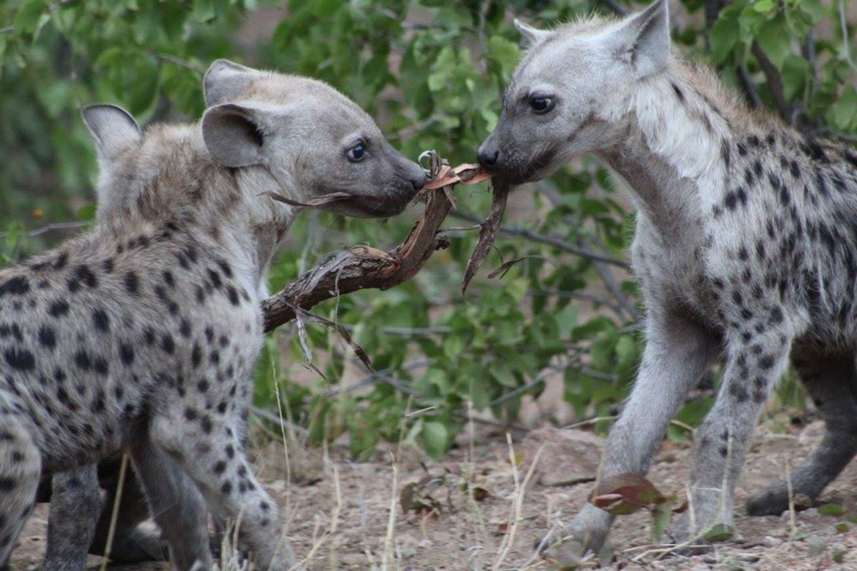 Rethink Your Opinion Of The Spotted Hyena