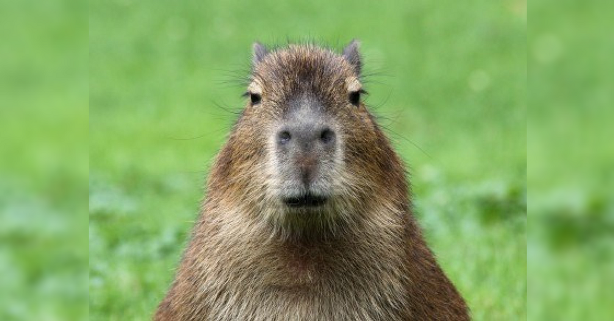 World's Largest Rodent To Compete In This Years Olympic Games