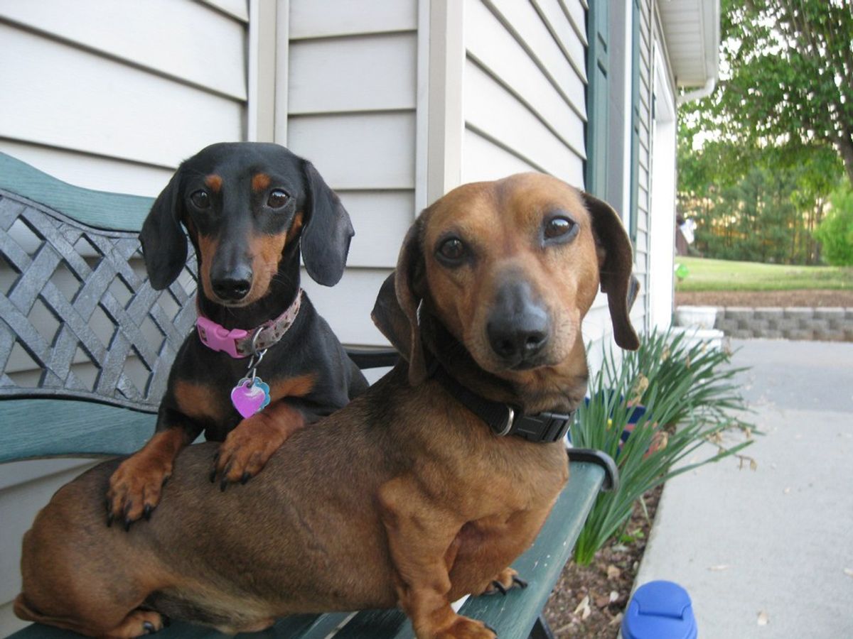 7 Reasons Why I Love Being A Dachshund Owner