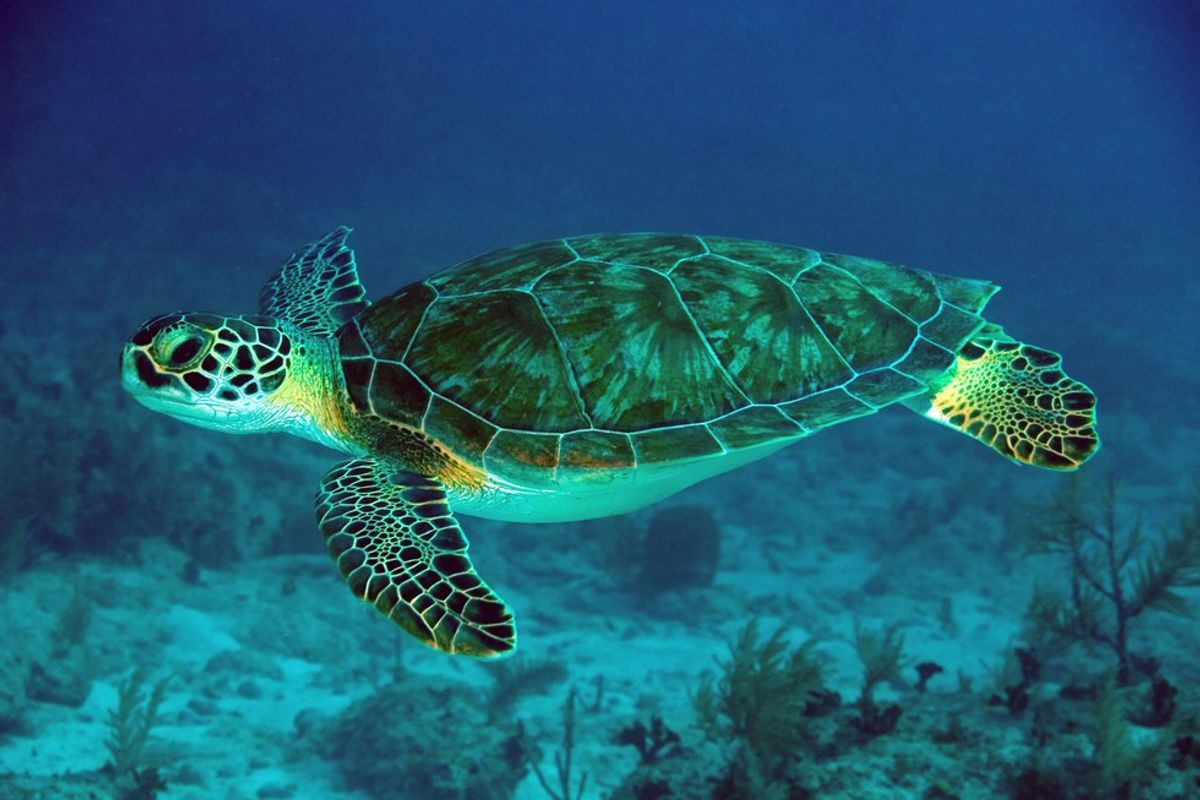 Sea Turtles