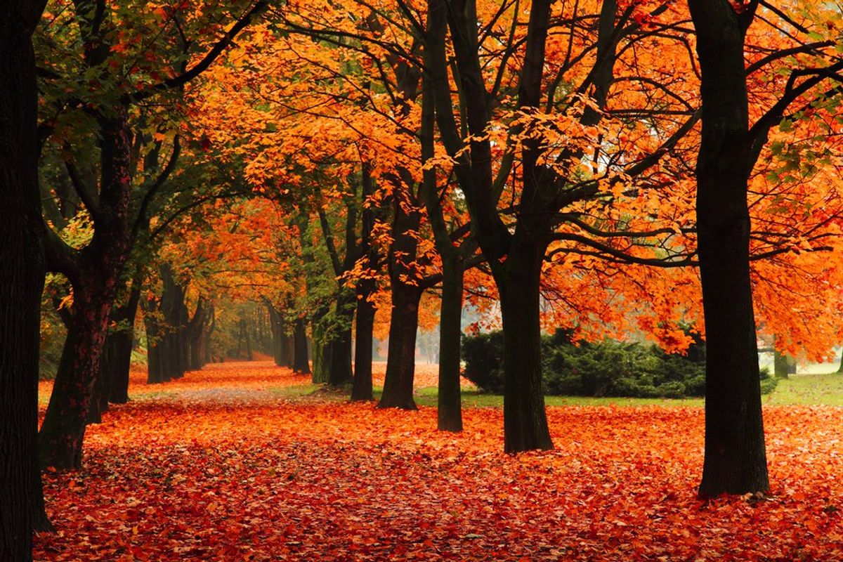 11 Reasons Why I Am Excited For Fall