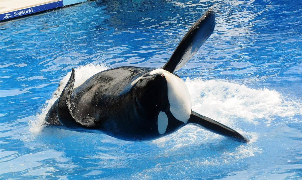 Exploited Killer Whales