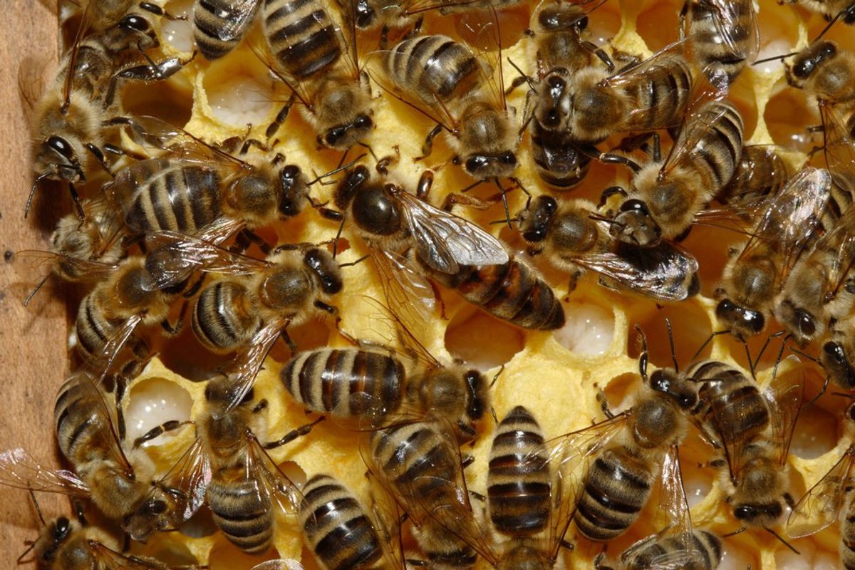 Unconscious Bias in The Secret Life of Bees