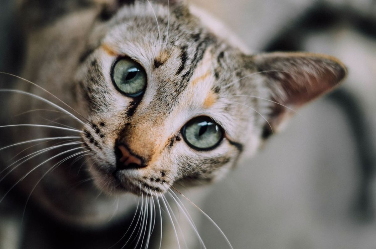 13 Lies People Have Told You About Cats