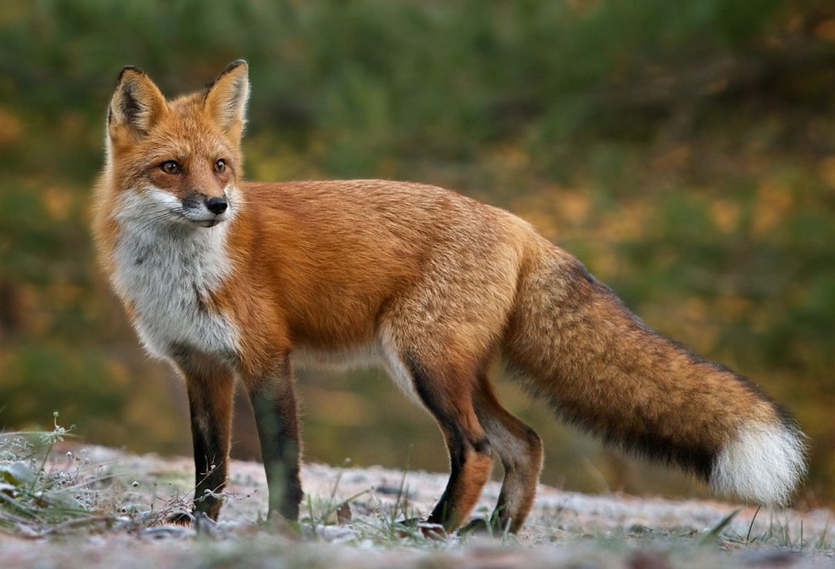 The Wonders of Fox-Sighting That You Need To Know