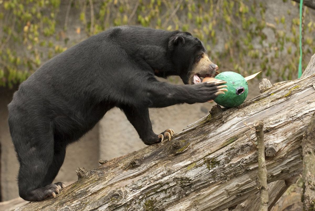 Why Vegans Should Love Zoos