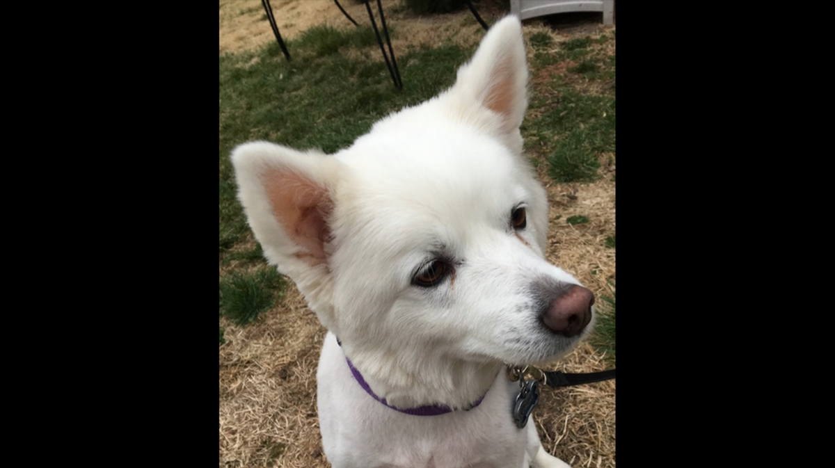 A Letter To My American Eskimo Dog