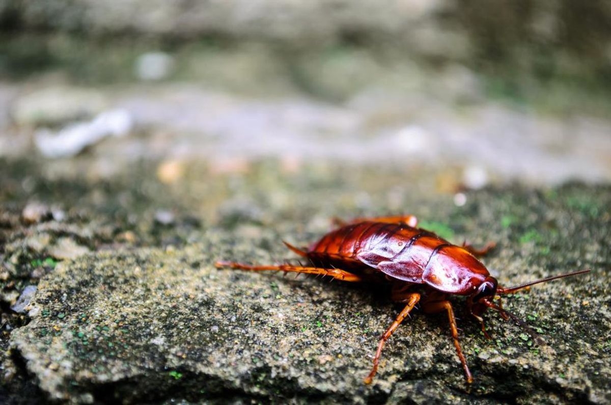 This Heat Makes The Cockroaches Able To F***ing FLY