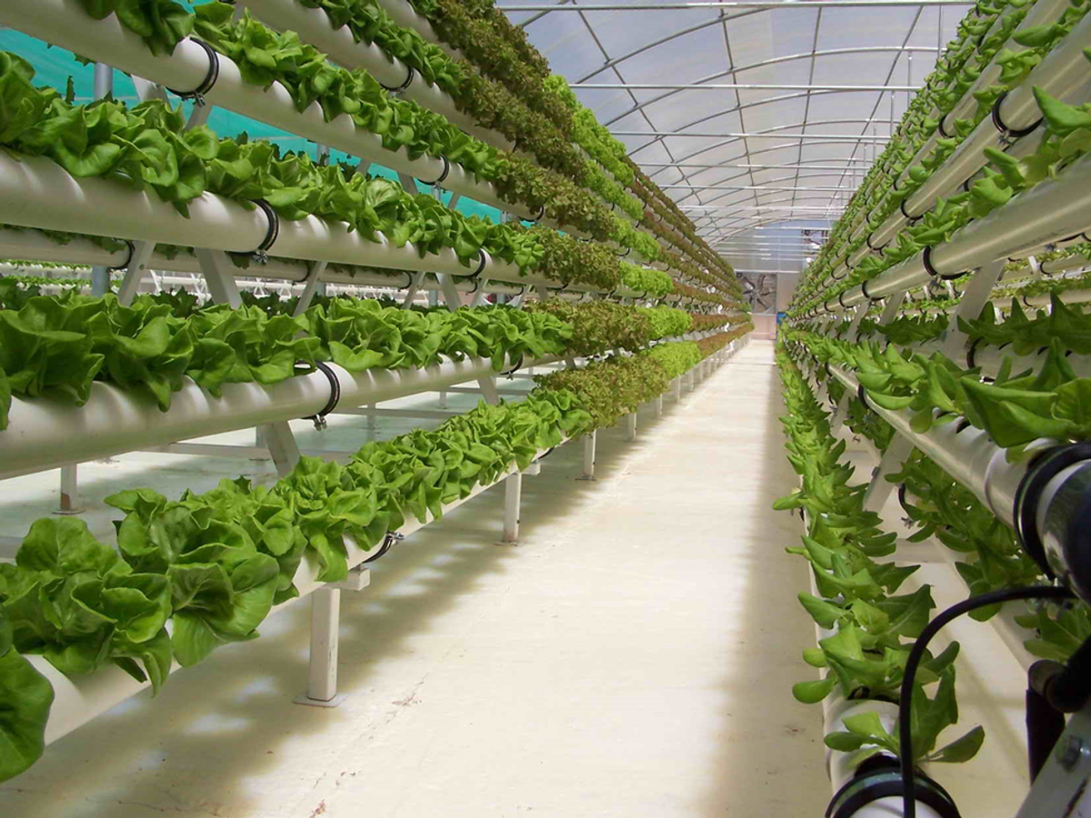 Hydroponics: A New Way To Garden