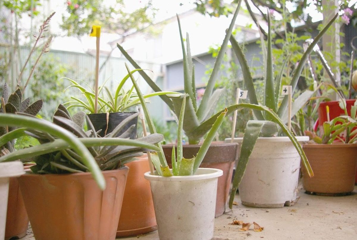 6 Easy-To-Care-For House Plants