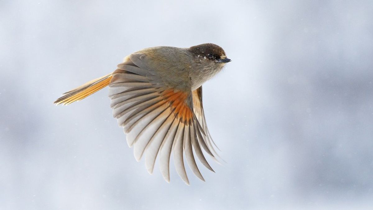 Don't Let Glass Windows Keep You From Flying