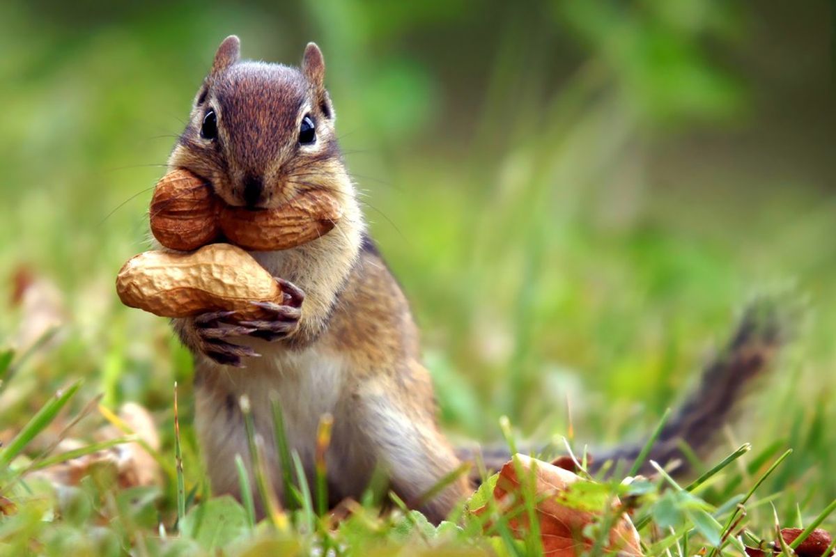 9 Inspiring Messages From Cute Baby Animals