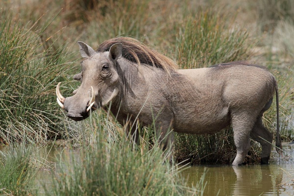 Why Warthogs Make Excellent Pets