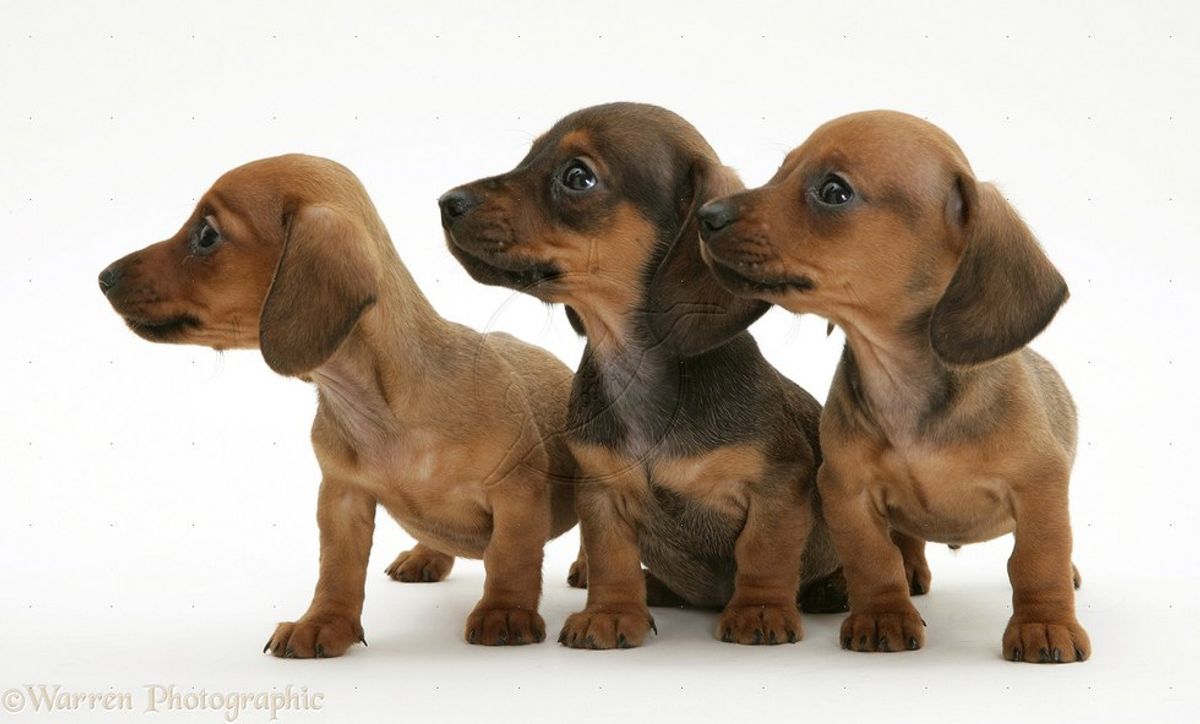 10 Signs You Have A Dachshund