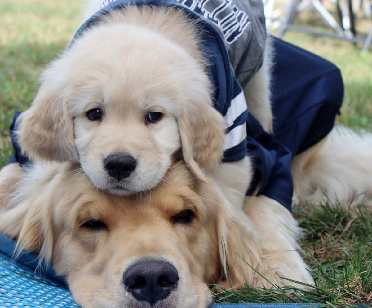 11 Stages Of Saying Goodbye To Your Dog For College