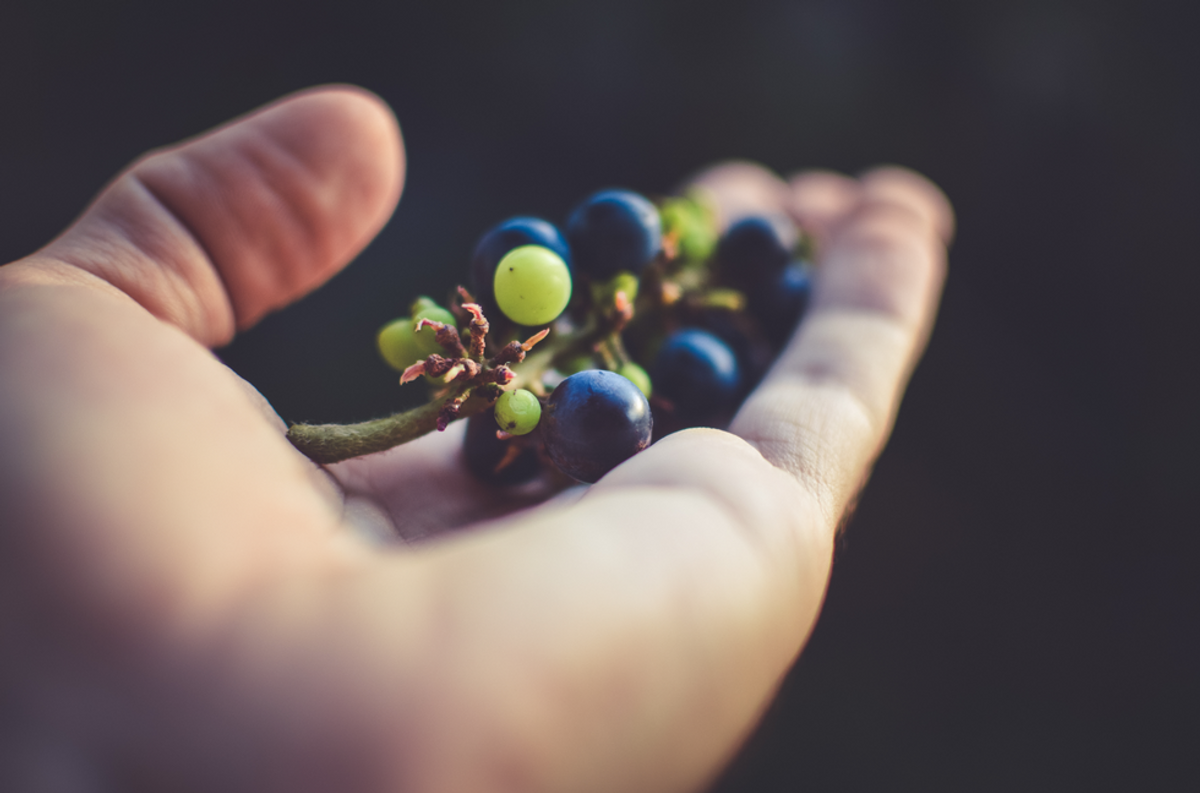 When The Branch Falls From The Vine