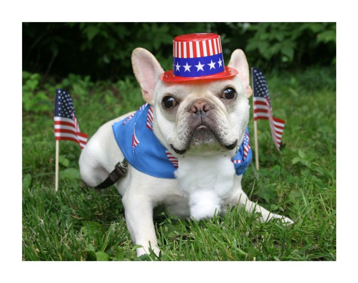 12 Animals I Want To See Run For President