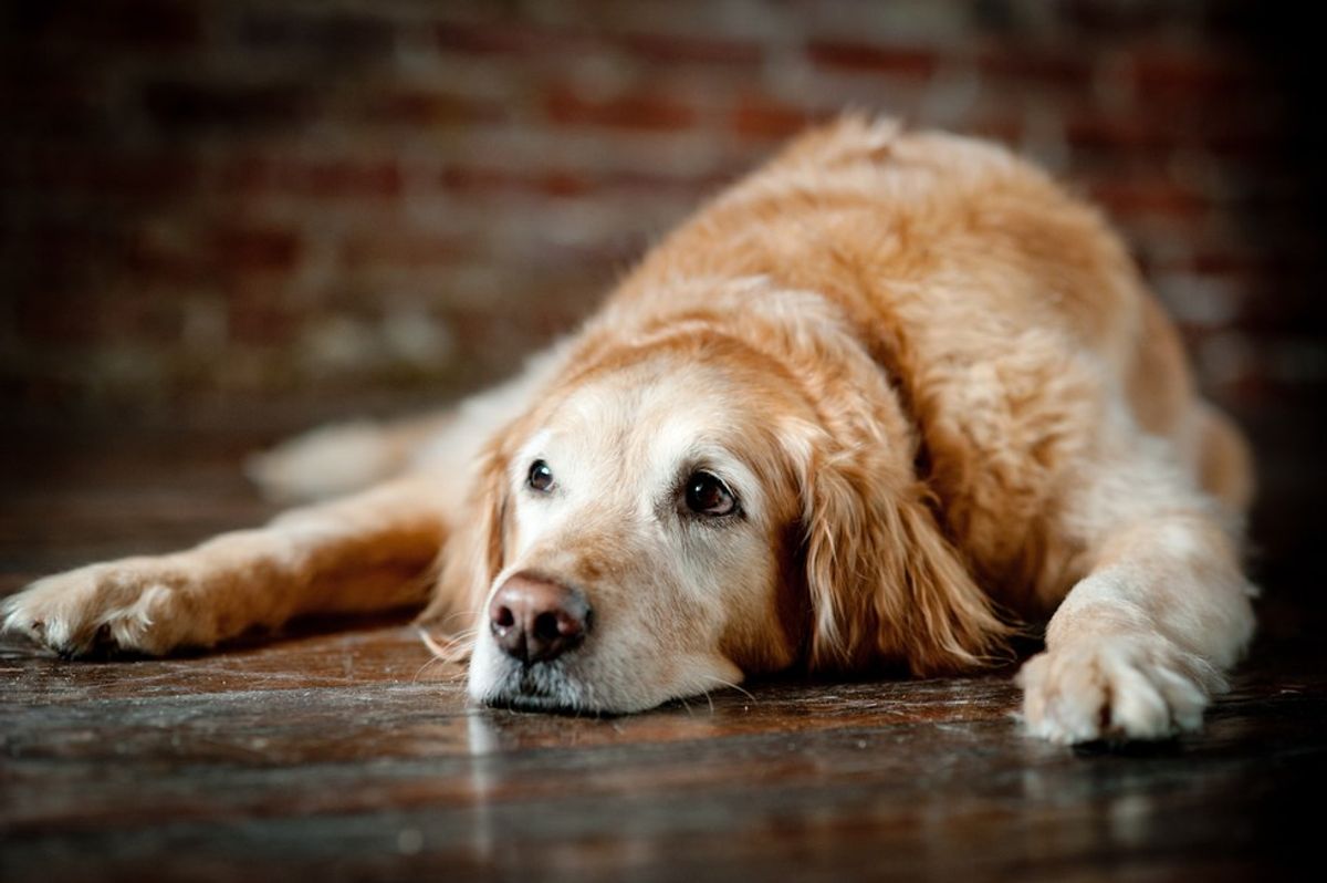 Dogs: They Get Better With Age