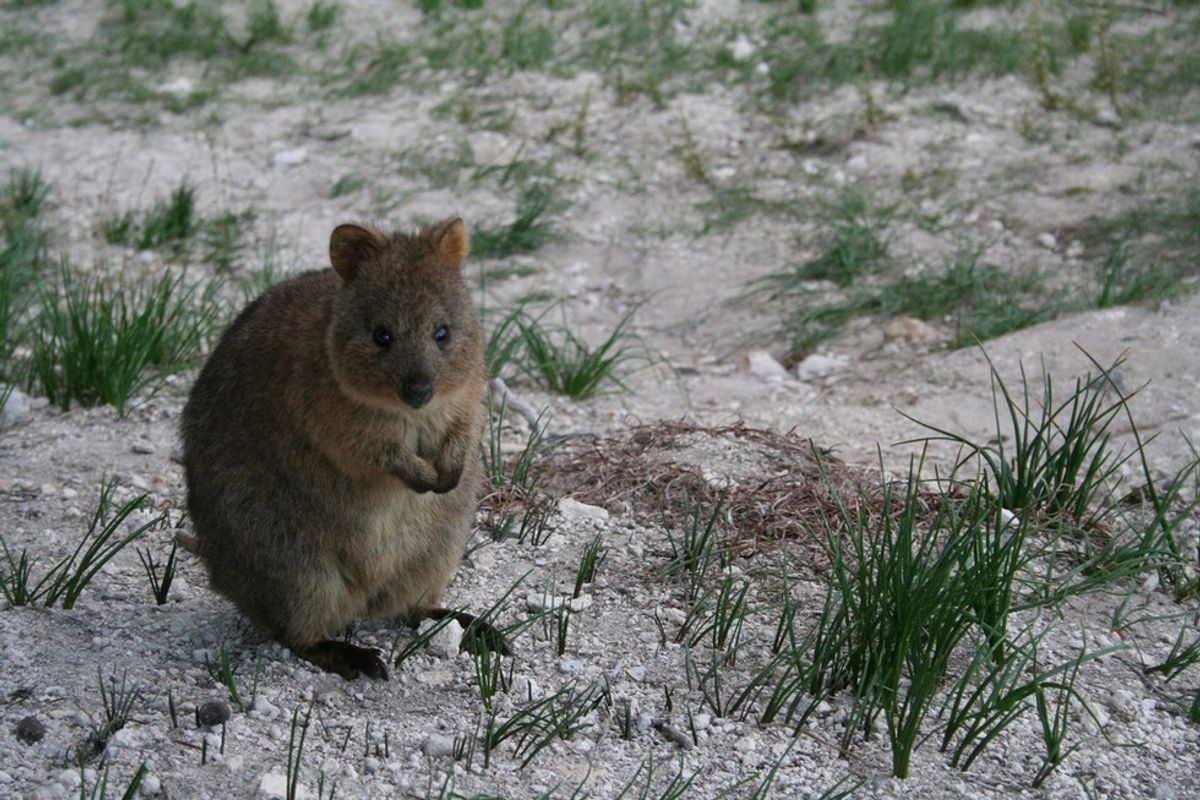 11 Reasons The Quokka Is Your New Favorite Animal