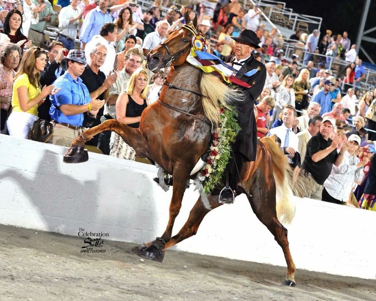 It's More Than A Horse Show: The Tennessee Walking Horse National Celebration