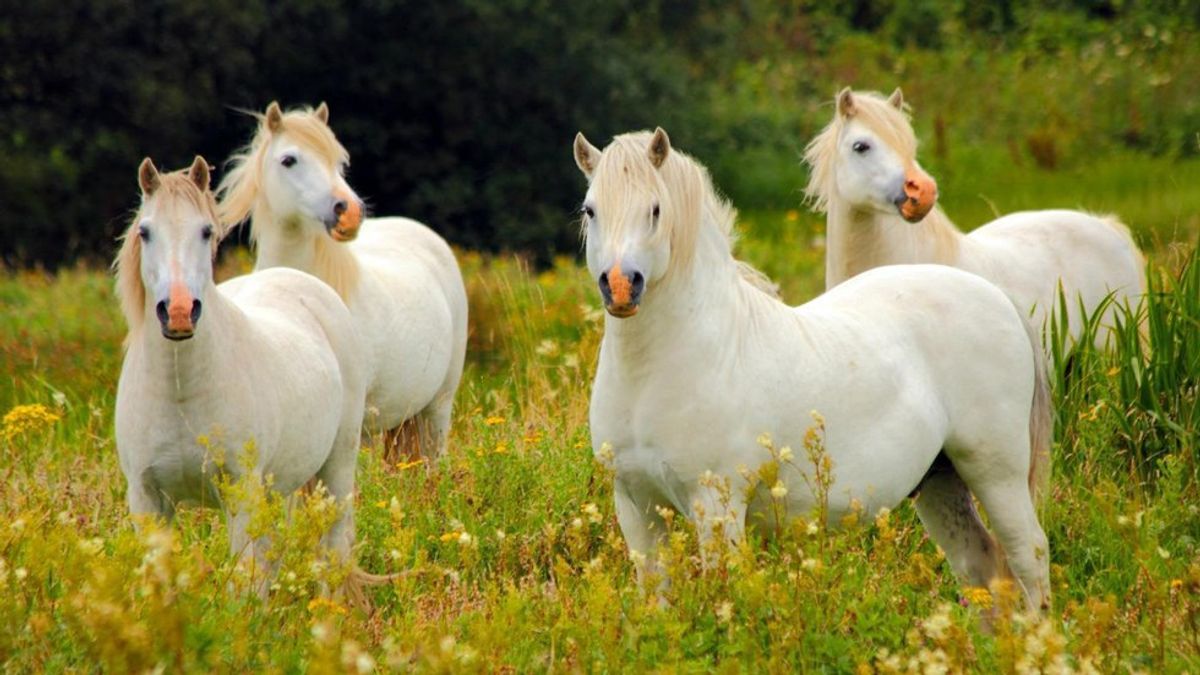 15 Reasons Ponies Are The Best Animals To Grace This Earth