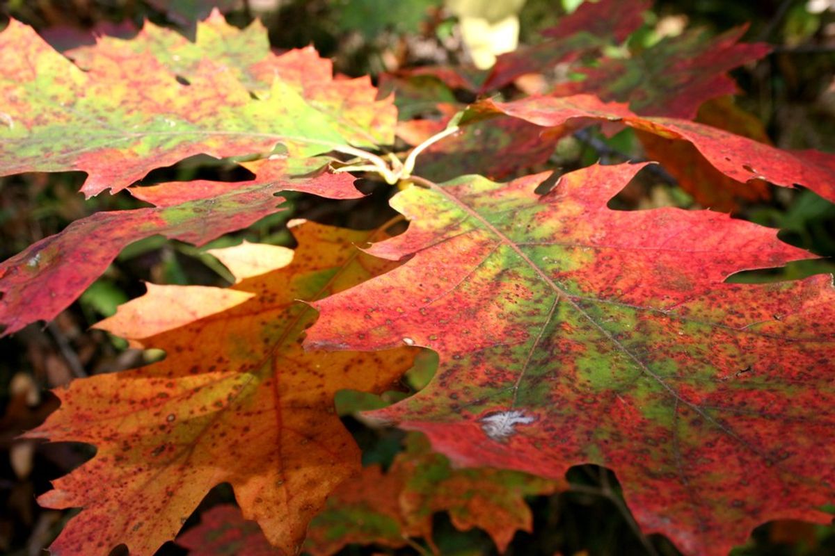 Recreating Fall In Florida For Northerners