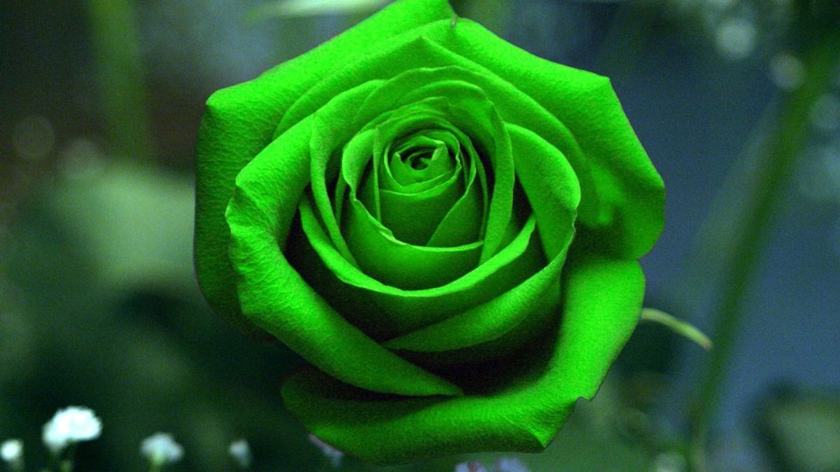 Green Roses