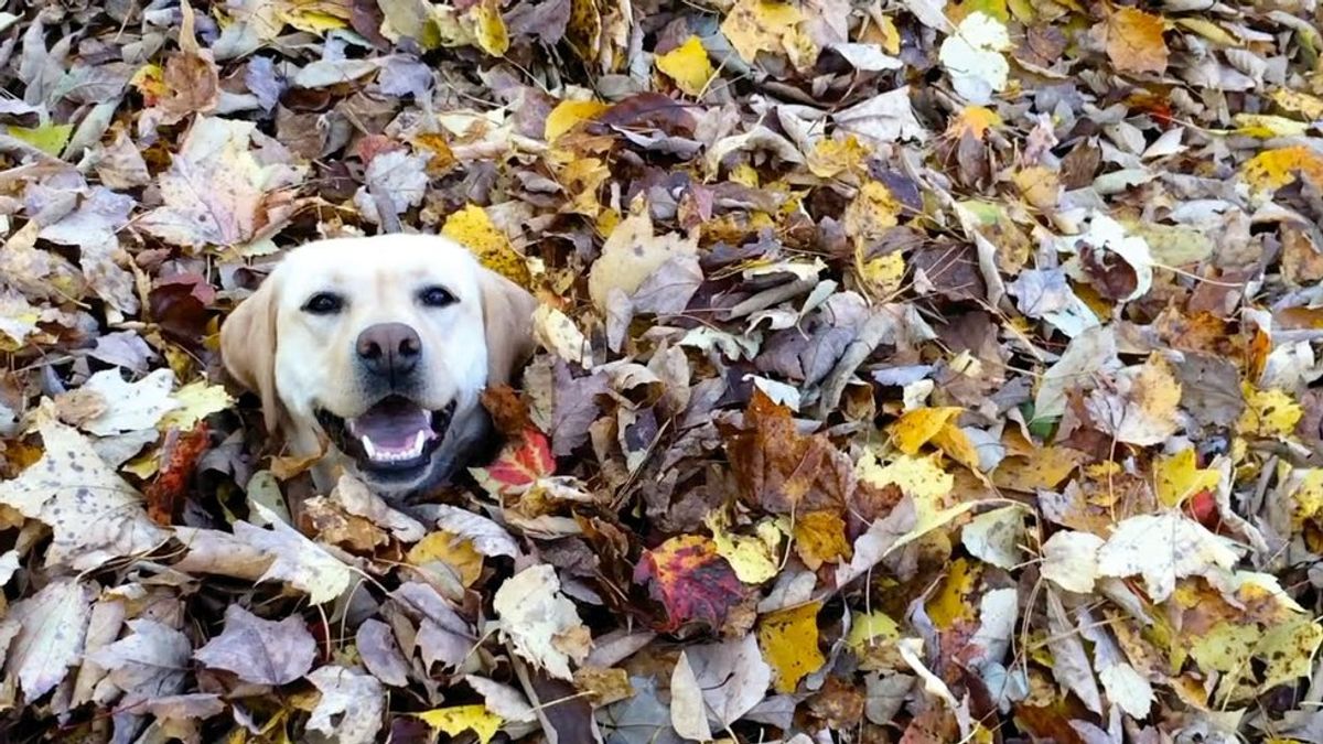 11 Signs You're Ready For Fall