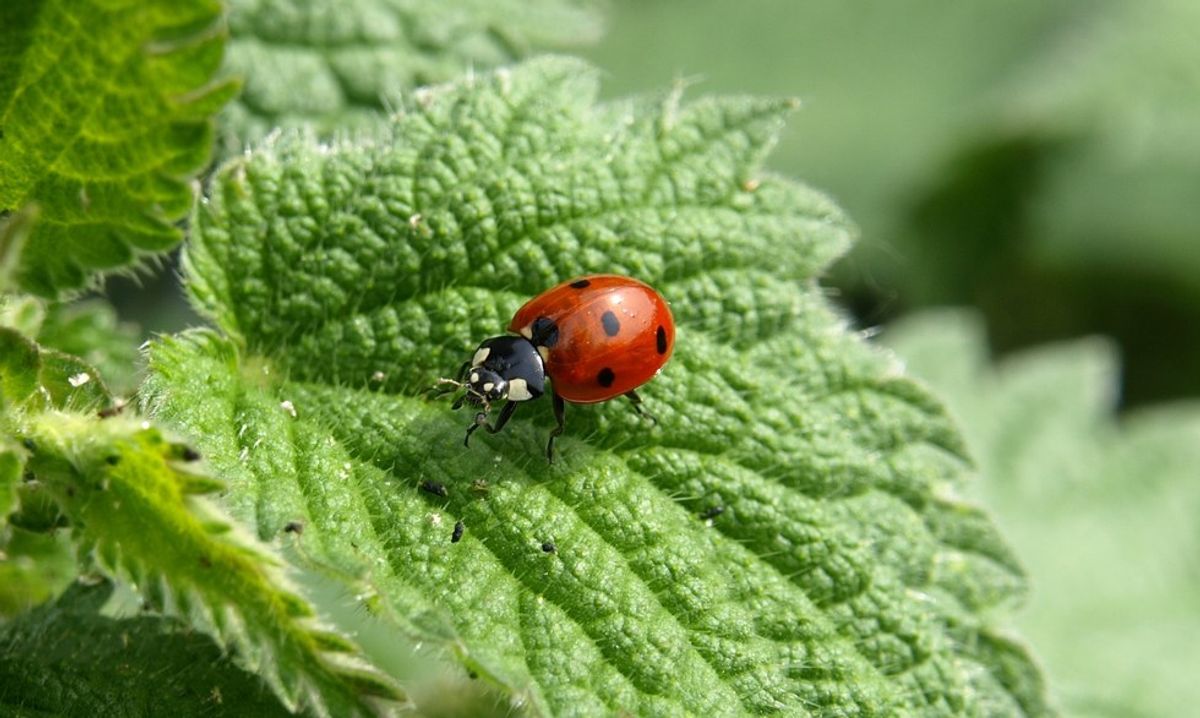 Bugs Still Rule This Earth, We Better Get Used to It