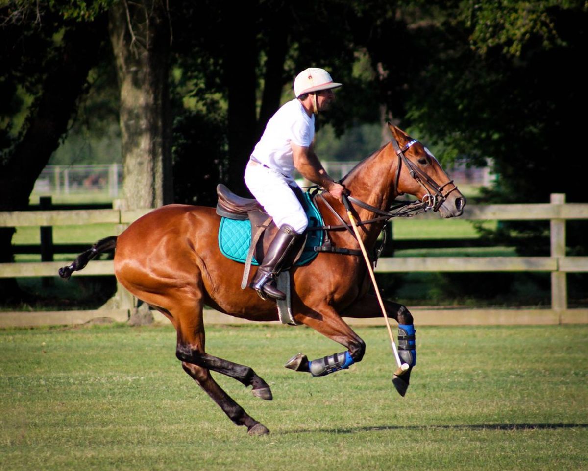 What Working At A Polo Farm Taught Me