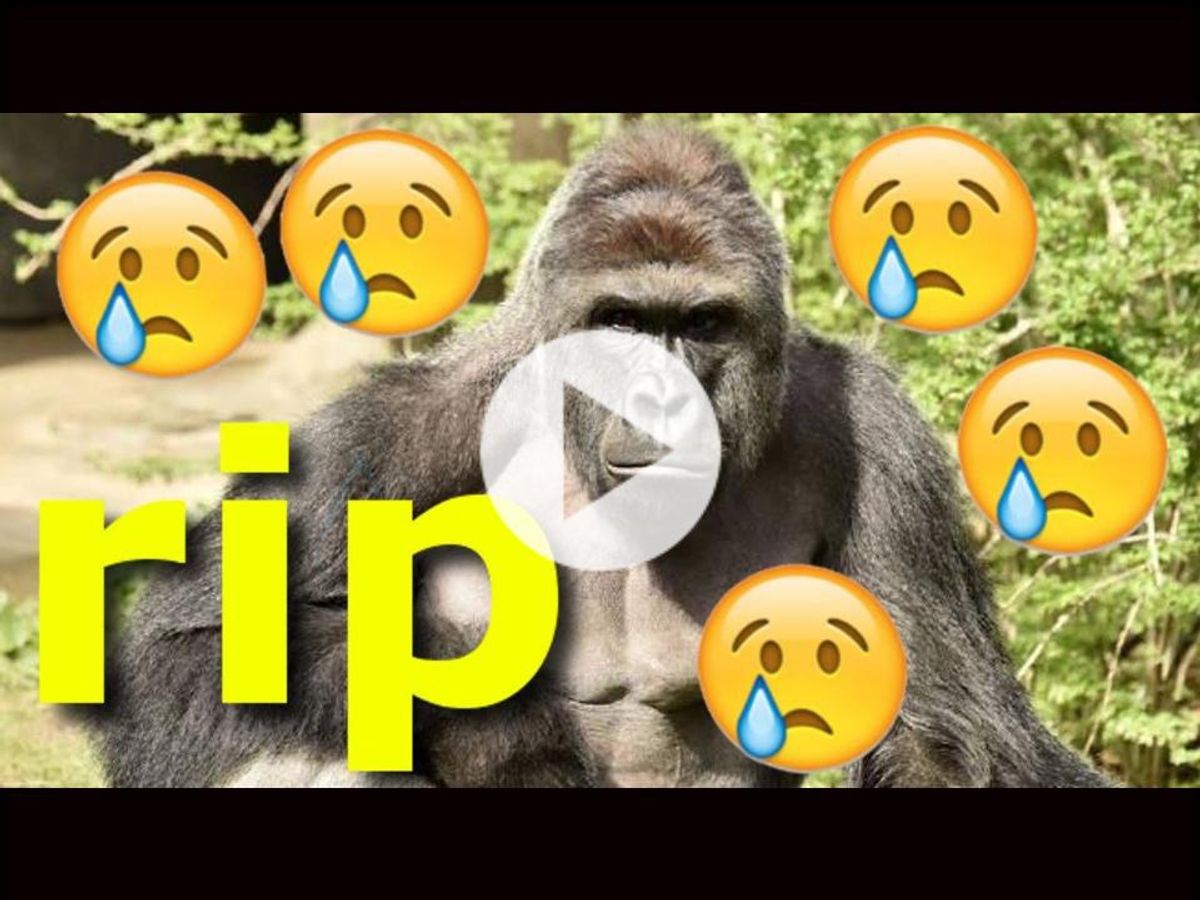 Top 10 Harambe Memes