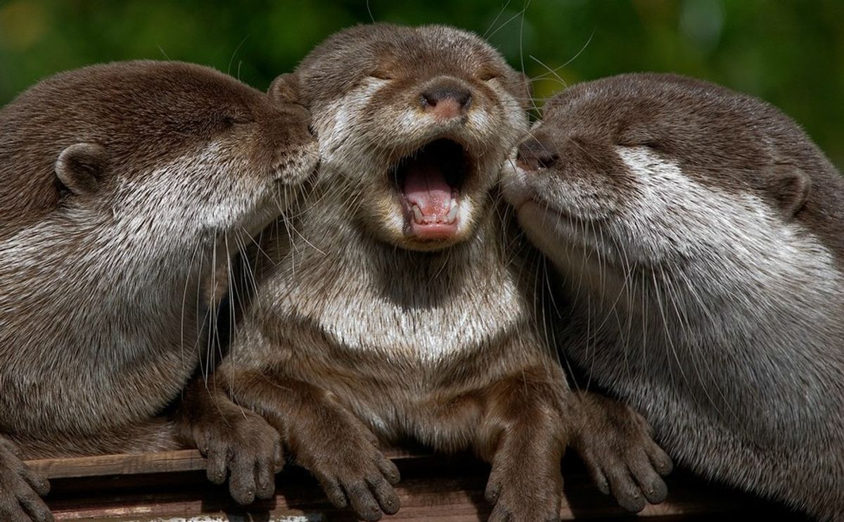 13 Otters That Will Get You Through The Week
