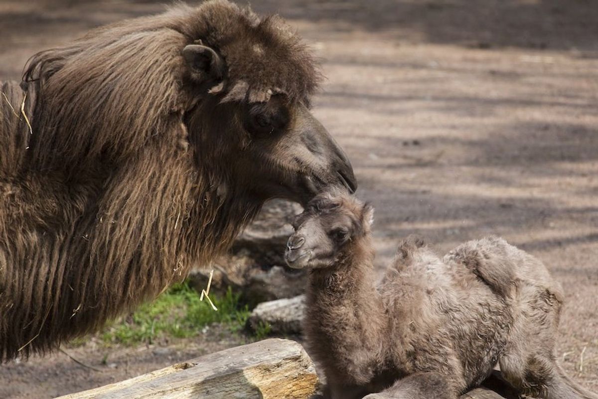 Baby Camel Named After Founding Father, Internet Loves It