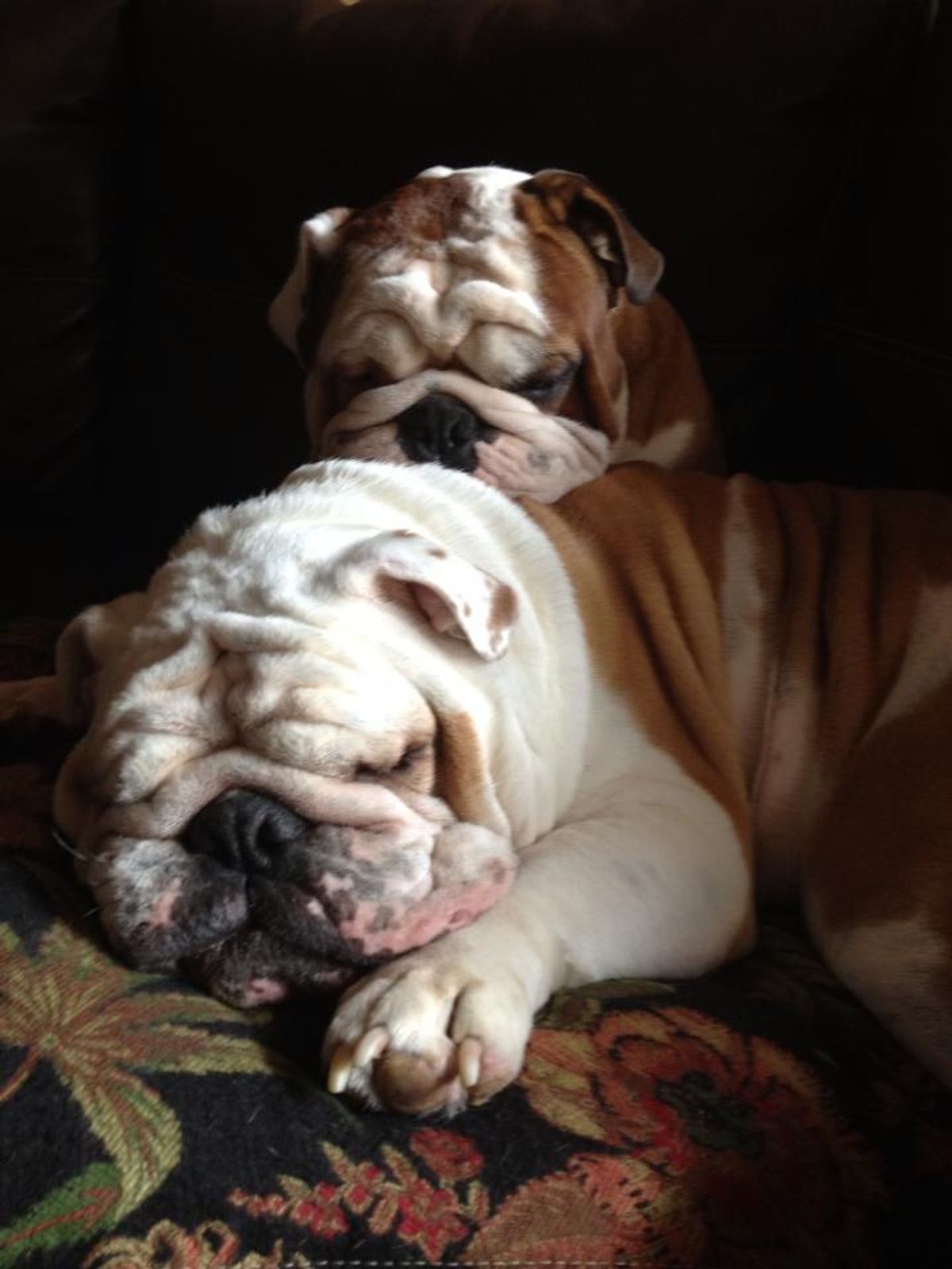 5 Reasons Why You Need An English Bulldog