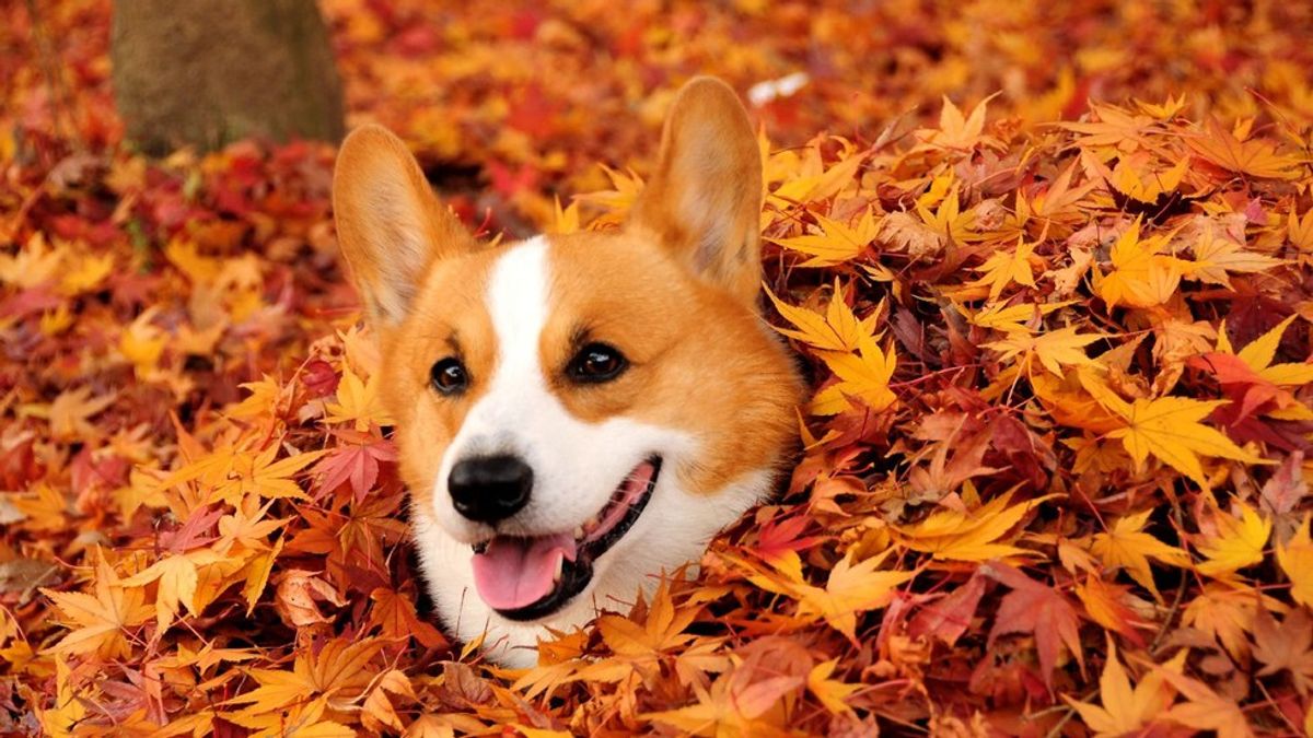 5 Reasons We're All Excited For Fall