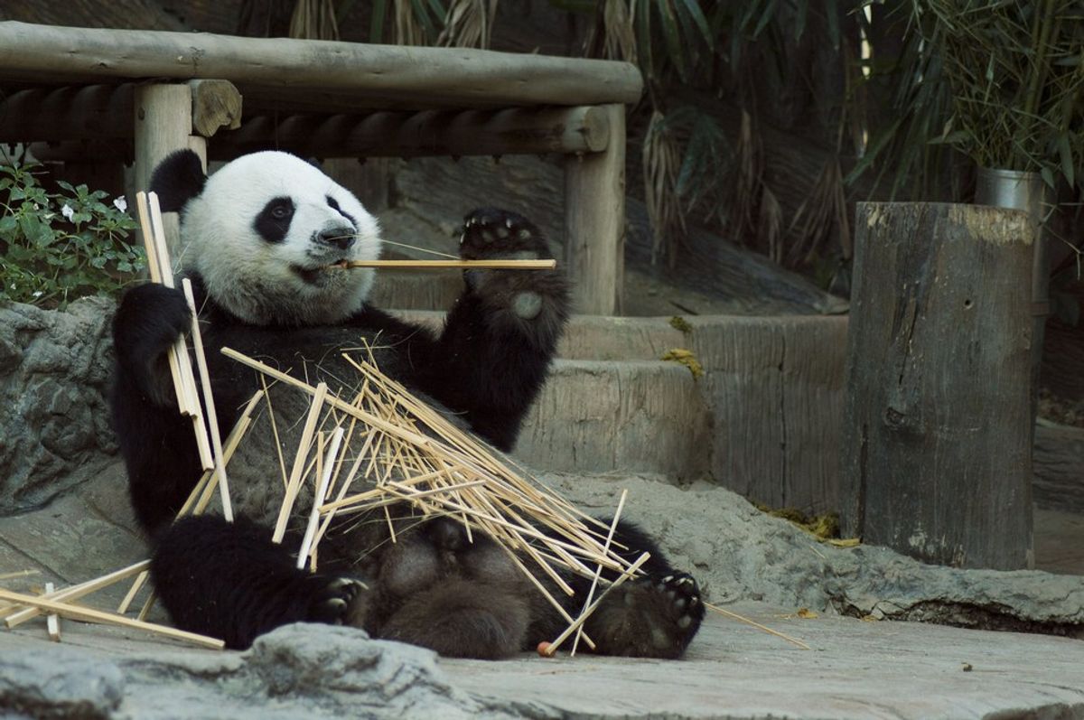 The Giant Panda Is No Longer Endangered