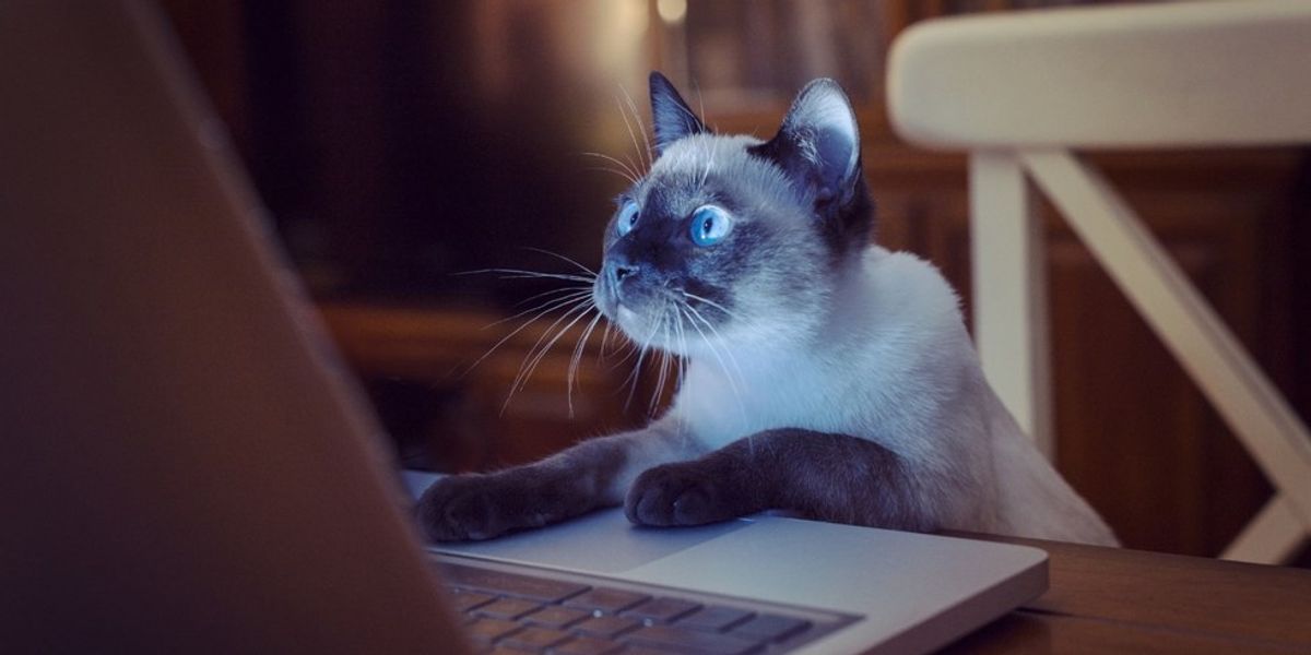 An All-Nighter Told By Cat Gifs