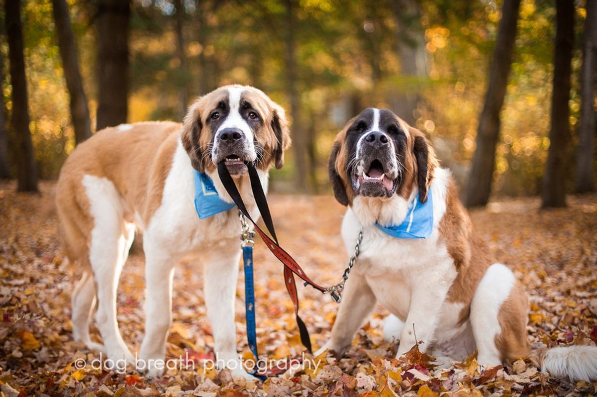 Celebrating Fall With Your Dog