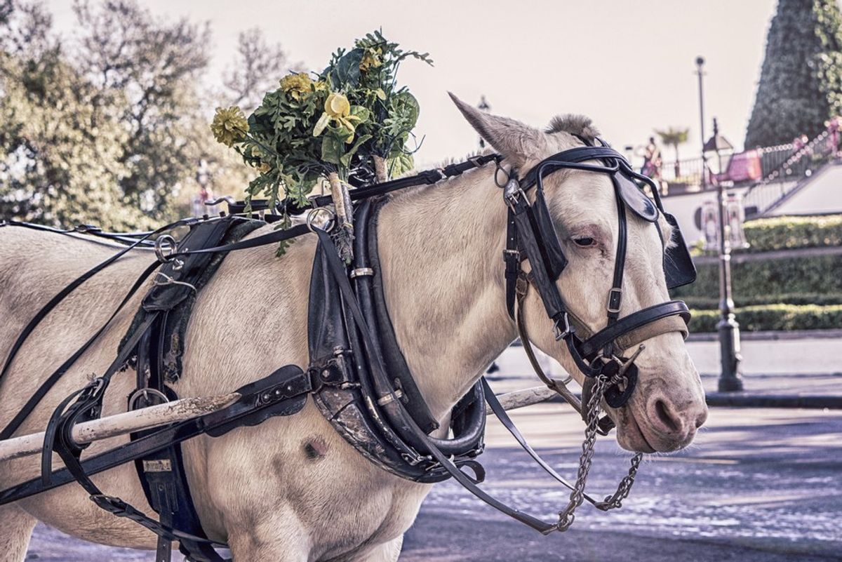 Why We Should Ban Horse Carriages