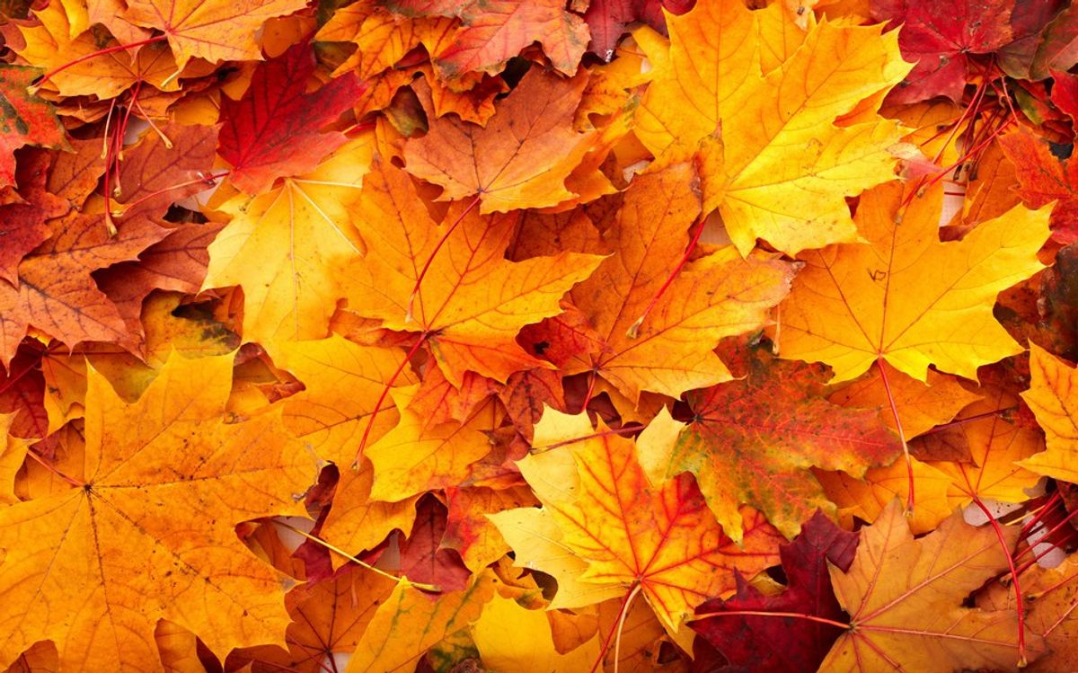 5 Things That Make Fall Everyone's Favorite Season