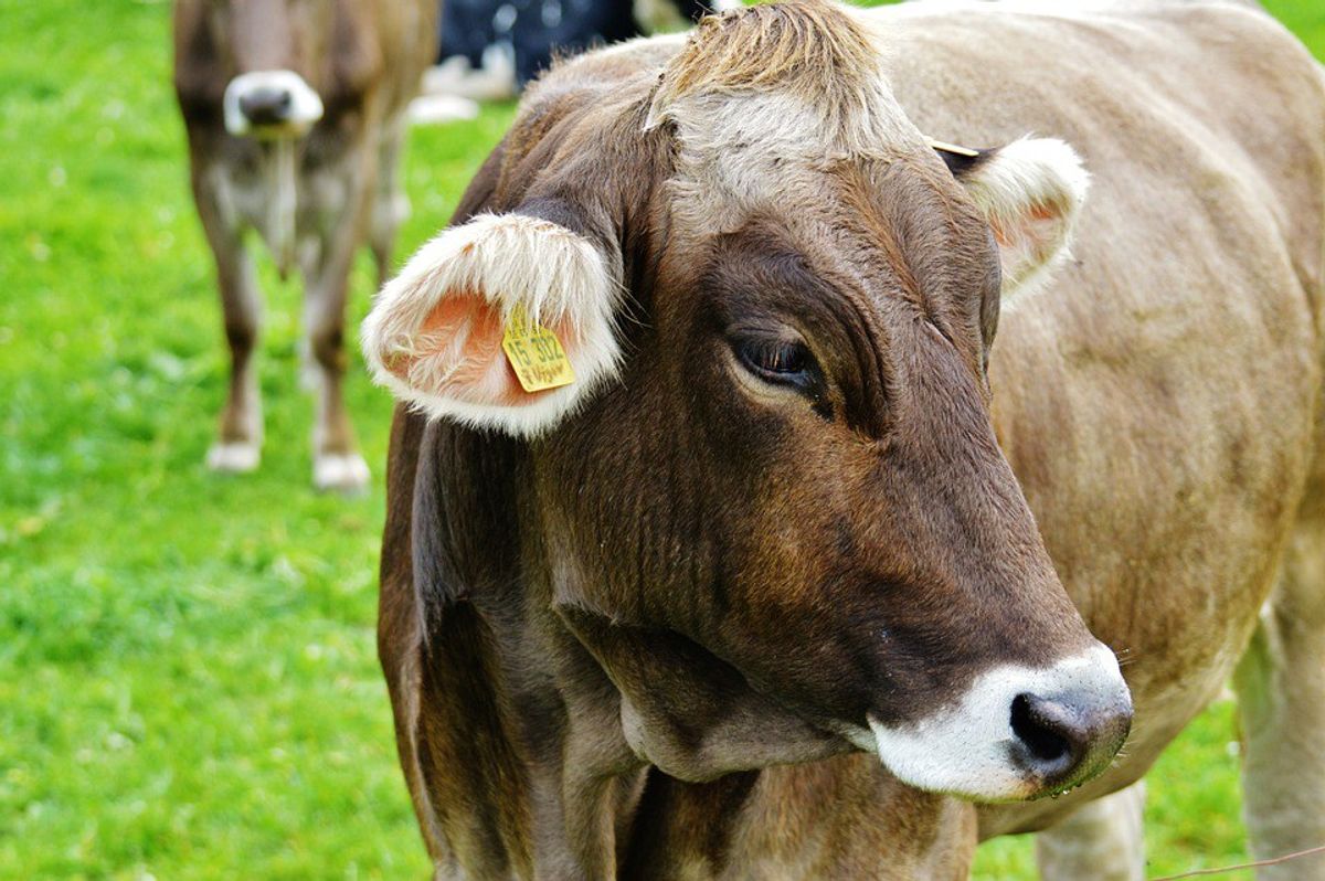 8 Reasons To Love Cows